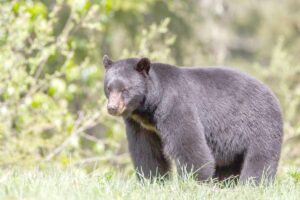 SAMUEL: NJ governor trying to stop black bear management